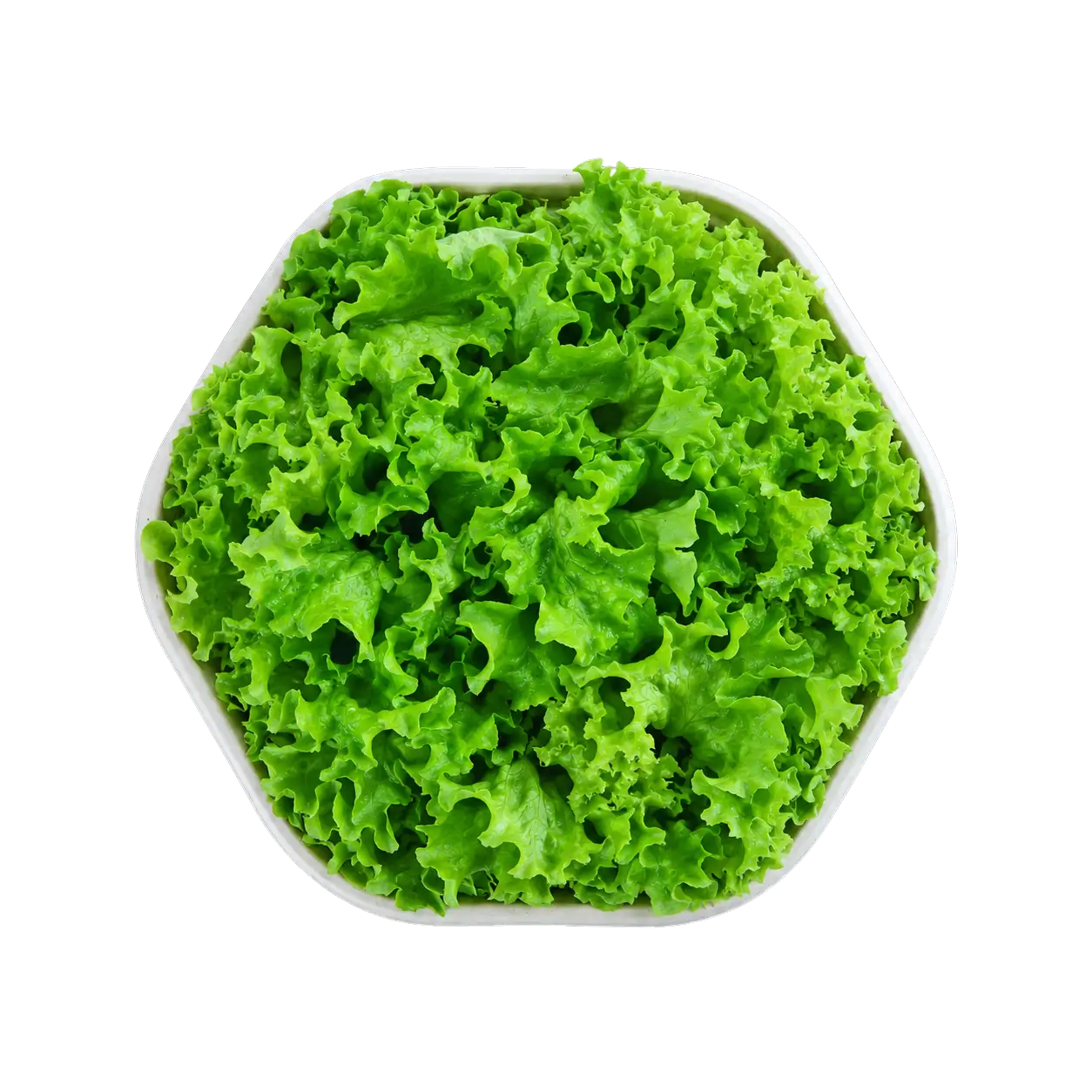 Base de Lechuga fresca